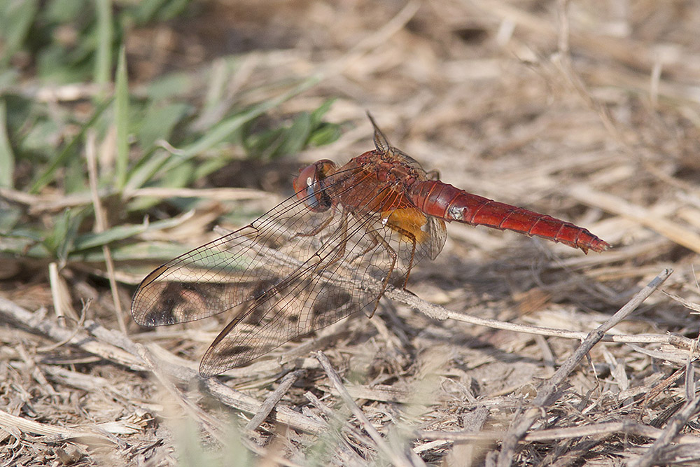 libellule rosse - aiuto ID